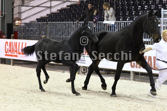 BELLY DANCER_MILANO_2010_SS3_7838.jpg